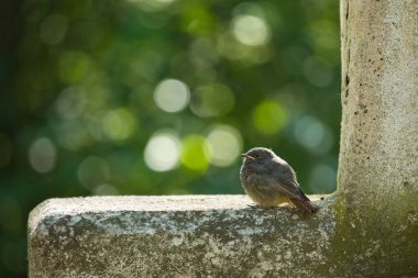 Bulanık yeşil ağacın arka planındaki duvara tünemiş siyah bir kızıl kuş.