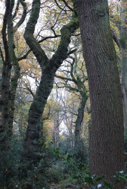 Birmingham, İngiltere 'deki Sutton Park' ta sık yeşil bir ormanın dikey görüntüsü.