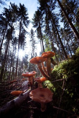 Güneşli bir orman zemininde yetişen vahşi mantarların dikey yakın çekimi.