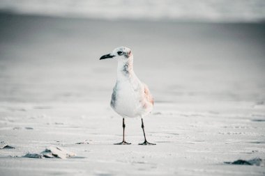 Karda güzel bir Charadrii manzarası