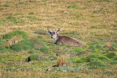 Tarlada dinlenen sevimli bir Güney And geyiği