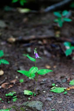Mor bir çan çiçeğinin dikey çekimi