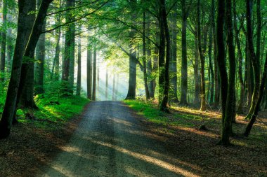 Orman ağaçlarının ortasında gün ışığıyla manzaralı bir yol.