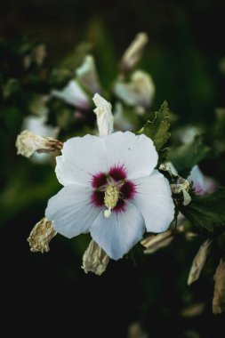 Arkaplan kullanımı için beyaz Hibiscus manzarası