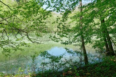 Ormanlarla çevrili bir nehir.