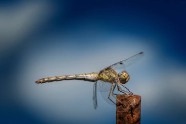 Bir yusufçuğun seçici odağı