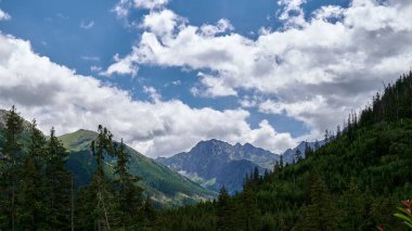 Güneşli bir günde arka planda dağlar olan köknar ormanlarının manzarası.