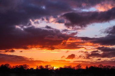 Parlak sarı ve mor bir günbatımında ağaçların silueti