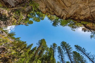 Mavi gökyüzünün arka planına karşı ağaçların alçak açılı görüntüsü..
