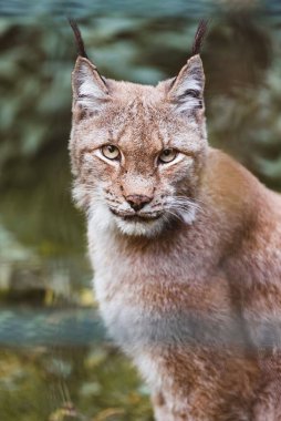 Avrasyalı görkemli bir vaşağın portresi. Gün ışığında, arka planı bulanık.
