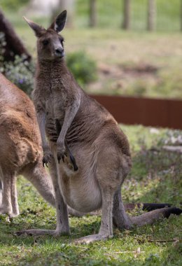 Belçika 'daki Pairi Daiza Hayvanat Bahçesi' nde Gaint Kangurusu dikey çekimi.