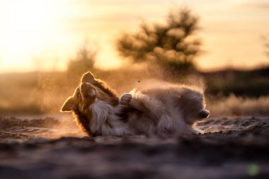 Bulanık arka planda altın bir günbatımı olan bir tarlada oynayan bir Border Collie köpeği.