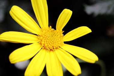 Bulanık arkaplanda sarı bir papatya çiçeğinin yakın çekimi.