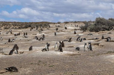Patagonya, Arjantin 'deki Punta Tombo' nun doğa koruma alanındaki büyük bir Macellan pengueni kolonisi.
