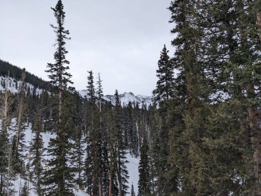 Dağların arka planında yemyeşil bitki örtüsü olan kış ormanı.
