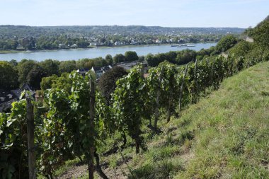 Güneş doğarken tepedeki güzel bir üzüm bağının manzarası.