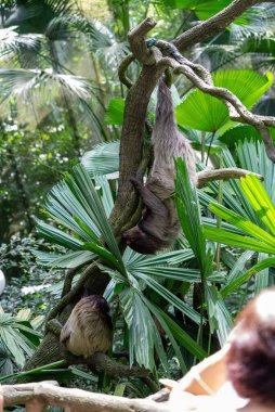 Ağaçtan sarkan bir tembel hayvanın dikey görüntüsü ve bir diğeri de bir dalın üzerinde.
