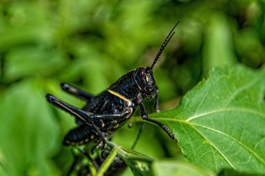 Yeşil bir yaprağın üzerindeki siyah romalea guttata çekirgesinin yakın çekimi.
