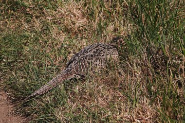 Sonbaharda çimen tarlasında halka boyunlu sülün kuşunun güzel bir çekimi.