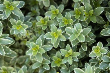 A closeup shot of the pittosporum tenuifolium 'silver queen' leaves clipart