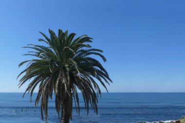 Mavi suya karşı palmiye ağacı ve açık mavi gökyüzü metin için boşluk