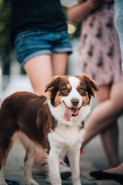 Avustralyalı bir çobanın sokaktaki seçici odak noktası.