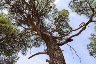 Hırvatistan 'ın Adriyatik kıyısında güneşli bir günde bir çam ağacı