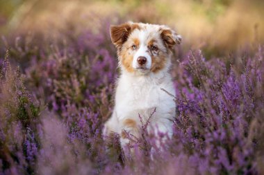 Bulanık arka planda lavanta tarlasında dinlenen bir Avustralya çoban köpeği.