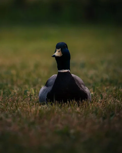Tarlada Bir Yaban Ördeğinin Yakın Çekimi — Stok fotoğraf
