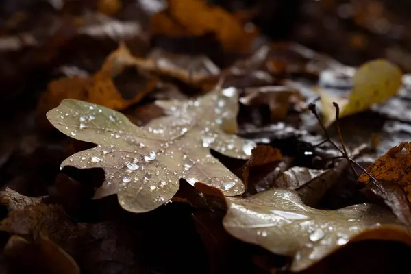 Zbliżenie Ujęcia Pięknych Jesiennych Liści Pokrytych Kroplami Wody — Zdjęcie stockowe