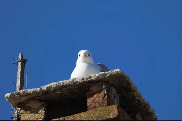 Closeup European Herring Gull Larus Argentatus Roof — Stock Photo, Image