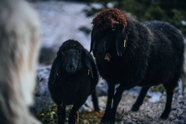 石子路上的黑色罗曼诺夫羊 — 图库照片