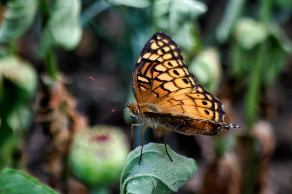 Una Mariposa Euptoieta Claudia Sobre Una Hoja Verde —  Fotos de Stock