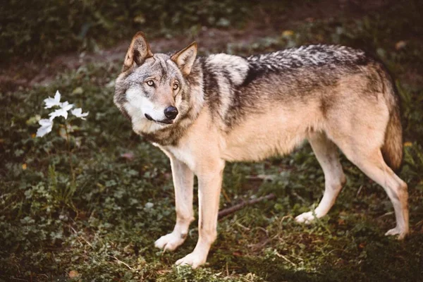 아름다운 유라시아 늑대의 — 스톡 사진