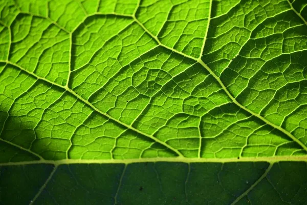 緑の葉の質感のクローズアップショット — ストック写真
