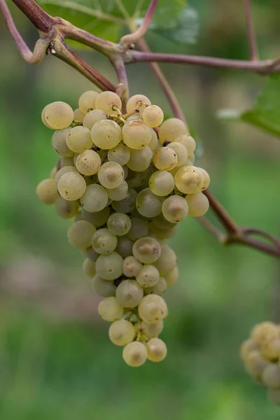 Een Verticaal Close Shot Van Een Druivencluster Groeiend Een Wijngaard — Stockfoto