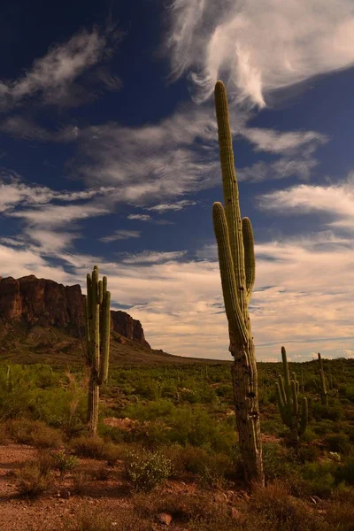 Plan Vertical Des Cactus Dans Vallée Déserte Sur Fond Collines — Photo