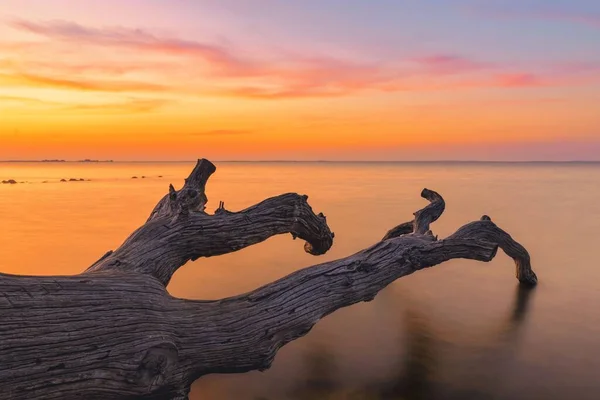 Gün Batımında Baltık Denizi Kıyısında Devrilmiş Bir Ağaç — Stok fotoğraf