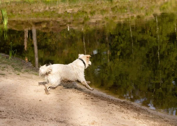 Simpatico Cane Bagnato Golden Retriever Che Corre Verso Lago — Foto Stock