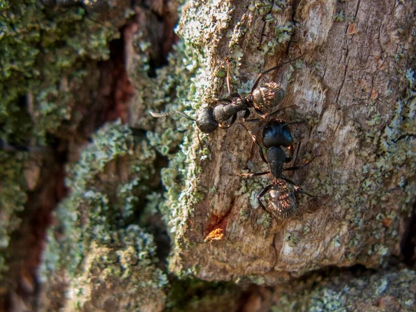 Una Macro Toma Hormigas Una Corteza Árbol Musgoso — Foto de Stock