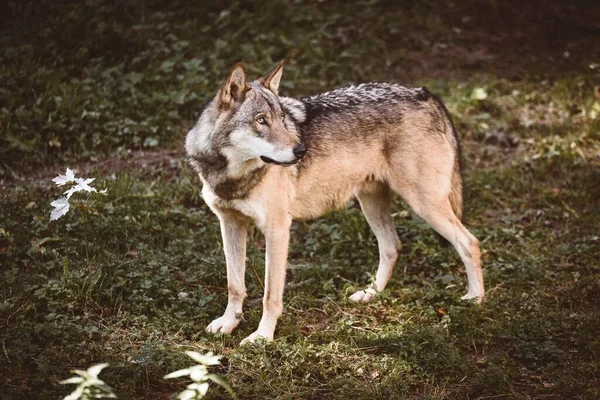 Eine Nahaufnahme Eines Schönen Eurasischen Wolfes Einem Wald Einem Sonnigen — Stockfoto