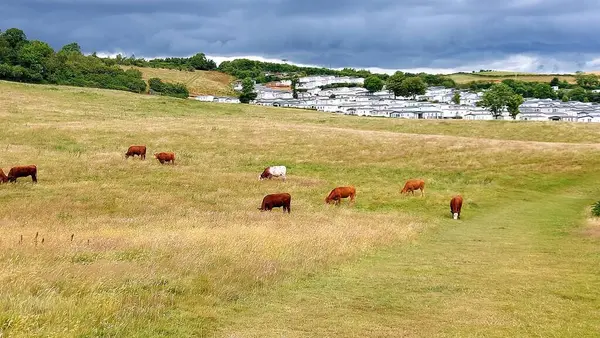 Scenic Shot Herd Cattle Grazing Pasture Field — Stock Photo, Image