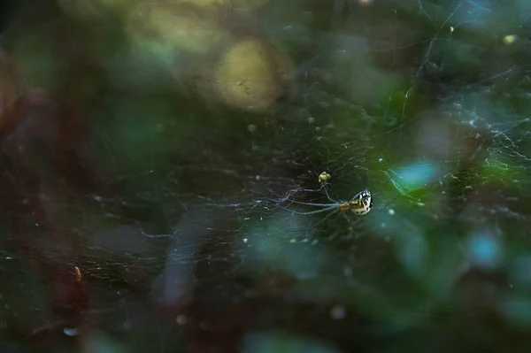 Pionowe Zbliżenie Filmowego Pająka Kopuły Neriene Radiata Tkającego Sieć — Zdjęcie stockowe