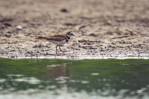 Pequeno Pássaro Assassino Por Uma Lagoa — Fotografia de Stock