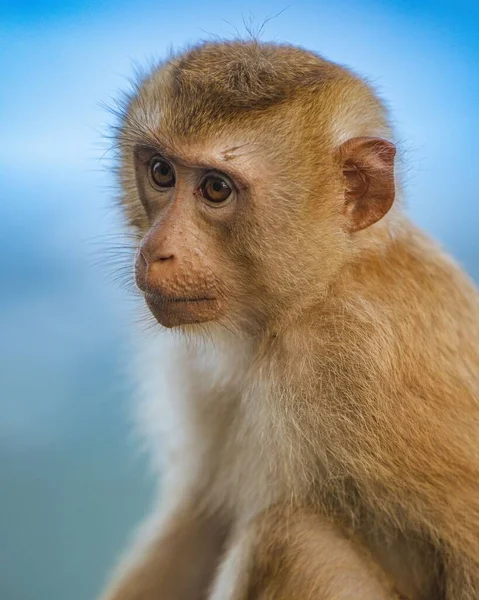 Eine Nahaufnahme Eines Niedlichen Braunen Affen Vor Blauem Hintergrund — Stockfoto