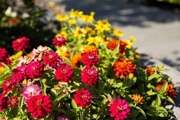 Een Close Shot Van Kleurrijke Zinnia Bloemen Tuin Een Zonnige — Stockfoto