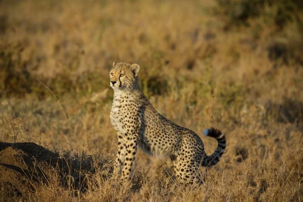 Gepard Pláních Národního Parku Serengeti — Stock fotografie