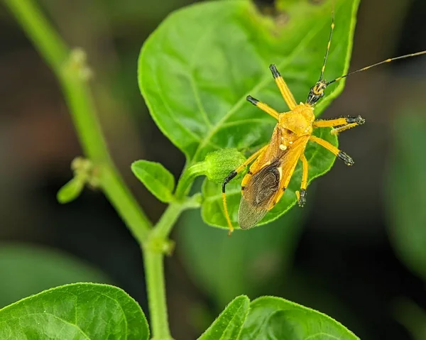 Gros Plan Insecte Assassin Harpactorinae Accouplant Sur Une Feuille Verte — Photo