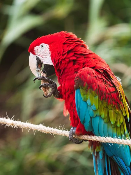 Eine Vertikale Aufnahme Eines Schönen Bunten Papageien — Stockfoto