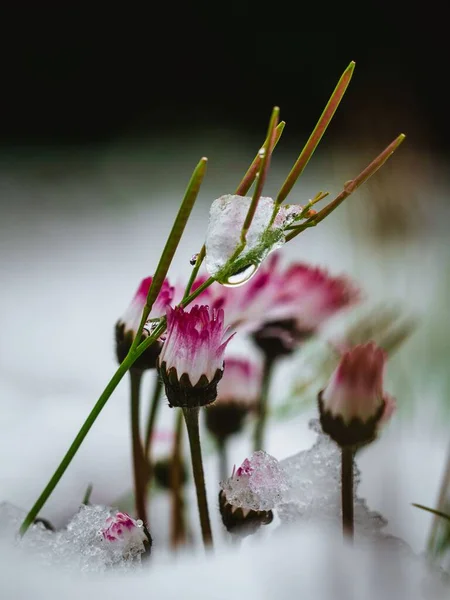 Karla Kaplı Bir Çiçeğin Dikey Görüntüsü — Stok fotoğraf